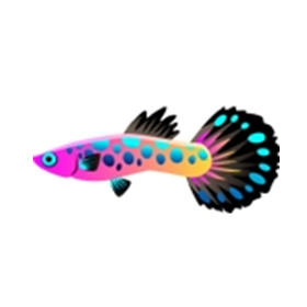 Clown Guppy